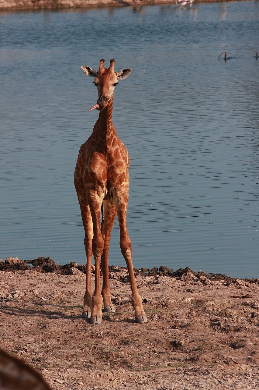 Žirafa, Upės Safaris, Gyvūnai Ilgi Kaklo, Žolėdžių, Nemokamos Nuotraukos,  Nemokama Licenzija
