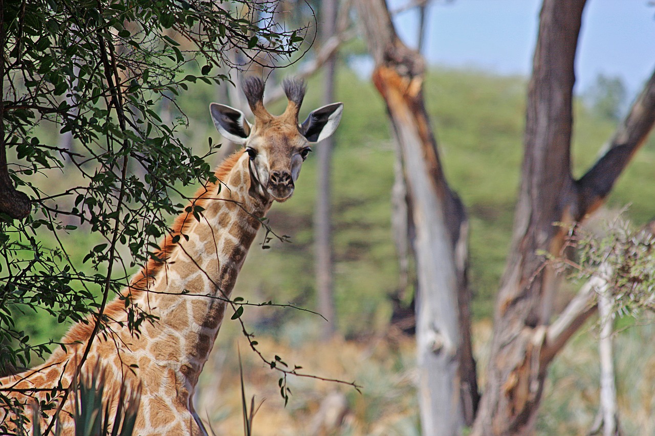 Žirafa, Afrika, Safari, Dykuma, Pietų Afrika, Savana, Gamta, Zoologijos Sodas, Nemokamos Nuotraukos,  Nemokama Licenzija