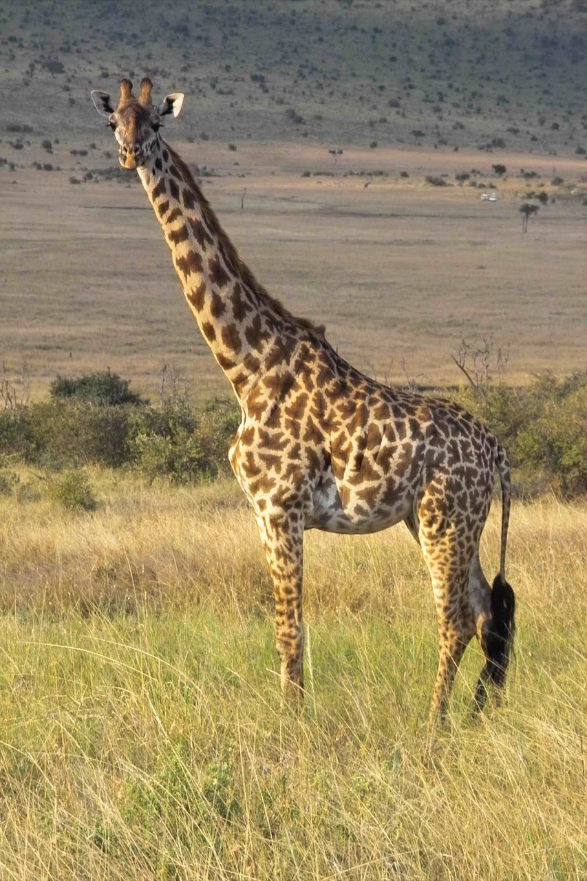 Žirafa, Dykuma, Safari, Laukinis Gyvūnas, Nacionalinis Parkas, Gyvūnų Pasaulis, Savana, Kenya, Galva, Ilgai Jibe