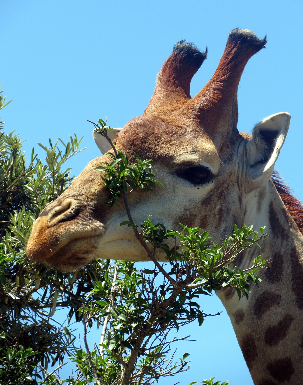 Žirafa, Žinduolis, Afrika, Gamta, Safari, Galva, Nemokamos Nuotraukos,  Nemokama Licenzija