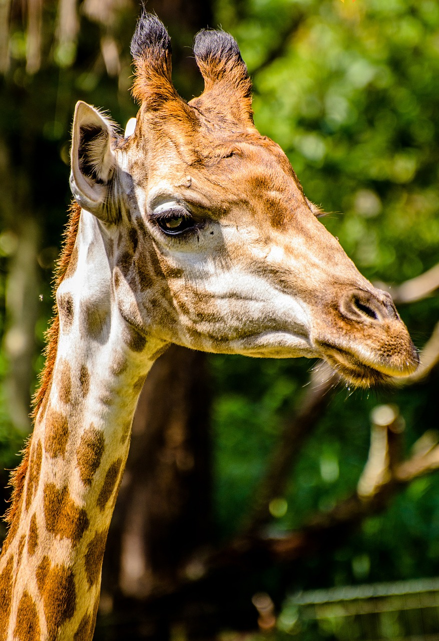 Žirafa, Zoologijos Sodas, Gyvūnai, Nemokamos Nuotraukos,  Nemokama Licenzija
