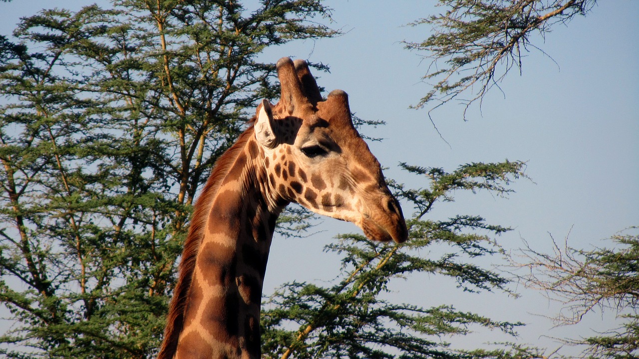 Žirafa, Kenya, Nacionalinis Parkas, Safari, Žinduolis, Nemokamos Nuotraukos,  Nemokama Licenzija