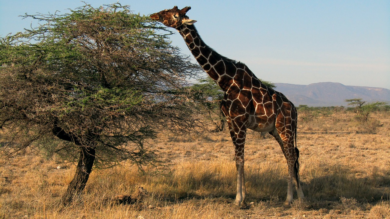 Žirafa, Kenya, Safari, Sambūrų Nacionalinis Parkas, Žinduolis, Laukinės Gamtos Fotografija, Nemokamos Nuotraukos,  Nemokama Licenzija