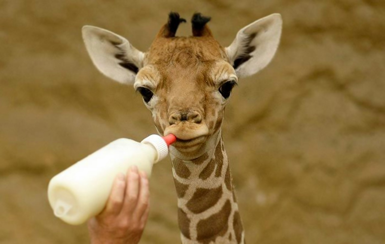 Žirafa, Pienas, Mityba, Kūdikių Gyvūnas, Nemokamos Nuotraukos,  Nemokama Licenzija