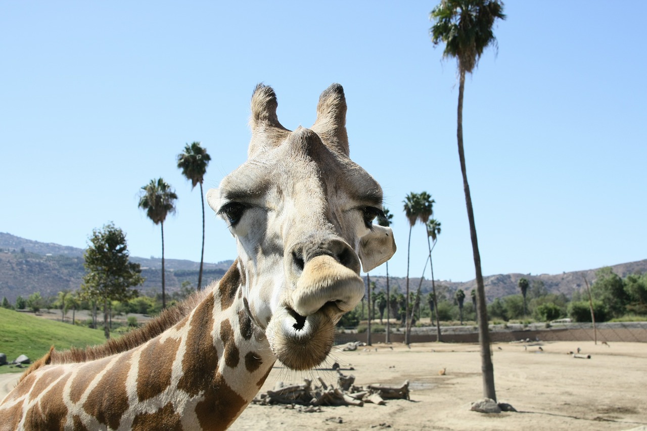 Žirafa, Zoologijos Sodas, San Diego, Nemokamos Nuotraukos,  Nemokama Licenzija