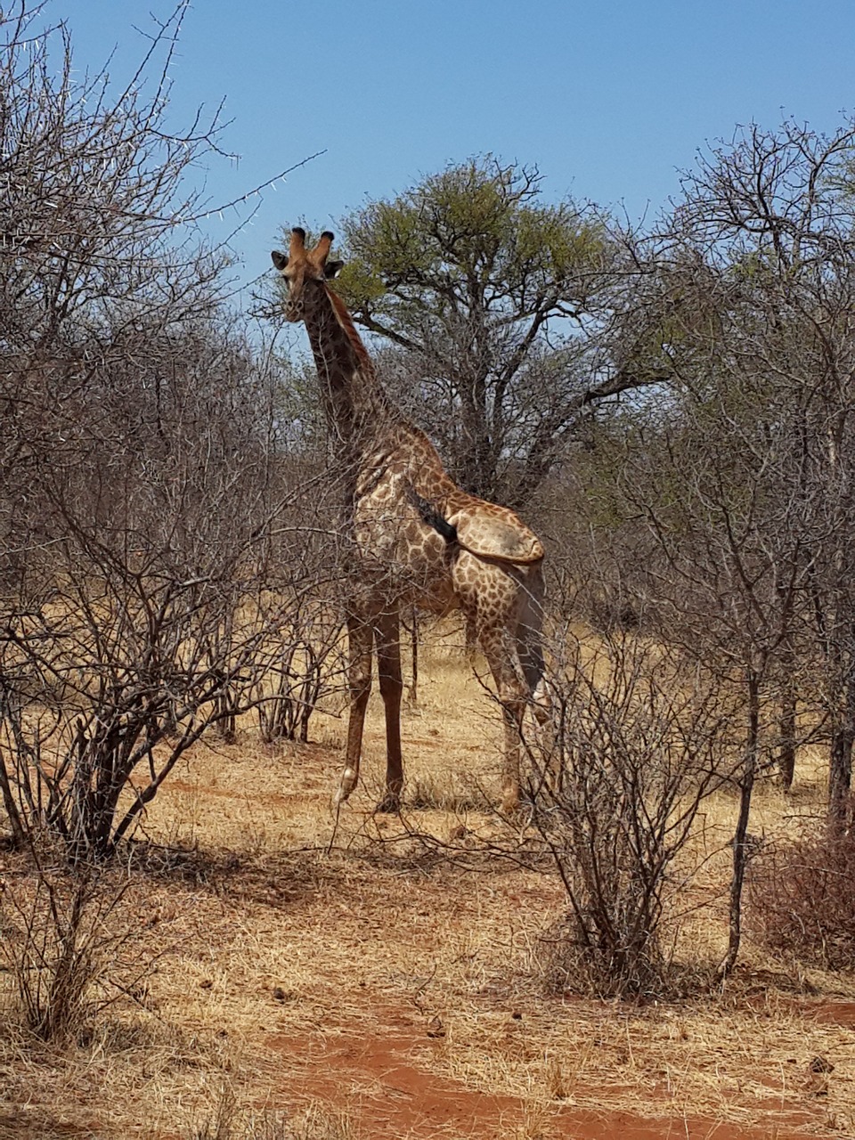Žirafa, Laukinė Gamta, Krūmas, Afrika, Nemokamos Nuotraukos,  Nemokama Licenzija