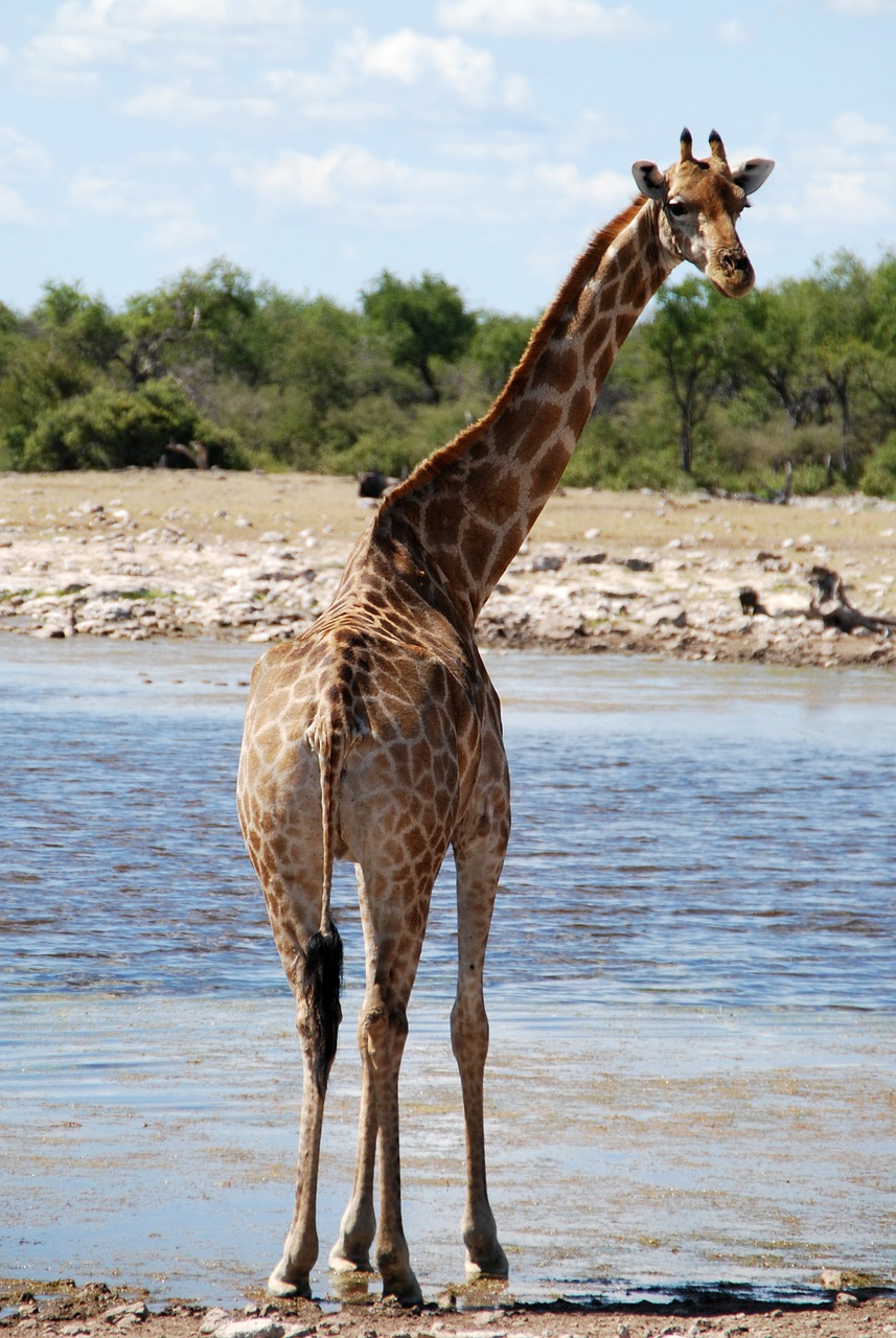 Žirafa, Gyvūnas, Safari, Afrika, Laistymo Anga, Judėti, Nemokamos Nuotraukos,  Nemokama Licenzija