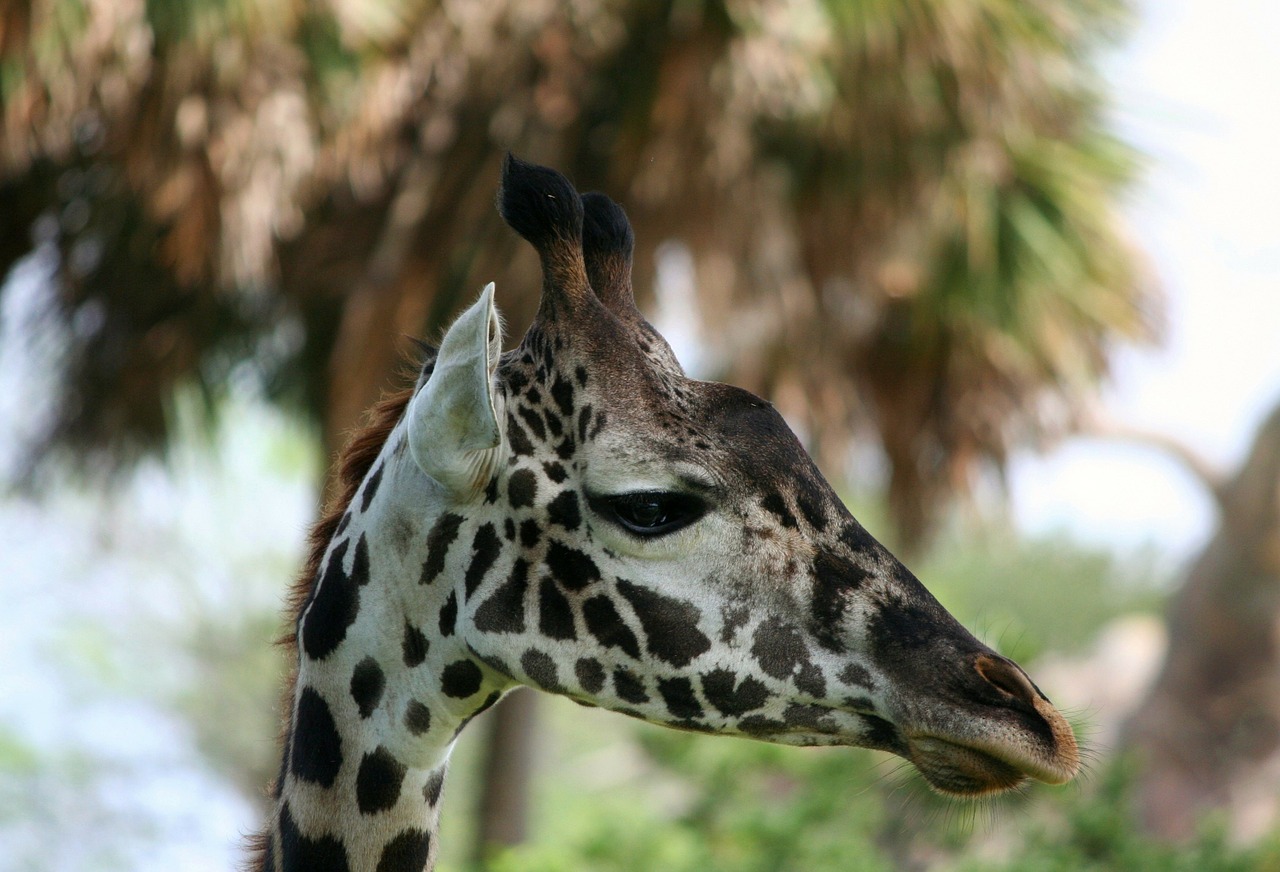 Žirafa, Retikuliuotas, Ilgas Kaklas, Somali Žirafa, Afrika, Laukiniai, Gyvūnas, Laukinė Gamta, Žinduolis, Camelopardalis
