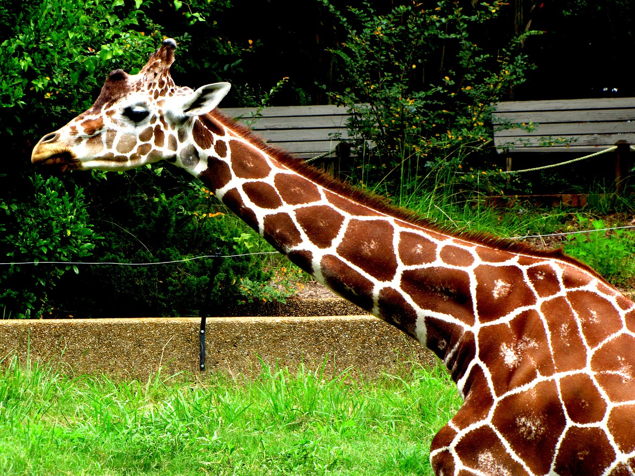 Žirafa, Gyvūnas, Ilgas Kaklas, Laukiniai, Zoologijos Sodas, Safari, Žinduolis, Džiunglės, Afrikos, Išsaugojimas