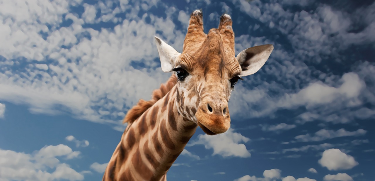 Žirafa, Gyvūnas, Juokinga, Veido Išraiška, Imituoti, Kaklas, Žinduolis, Uždaryti, Galva, Safari