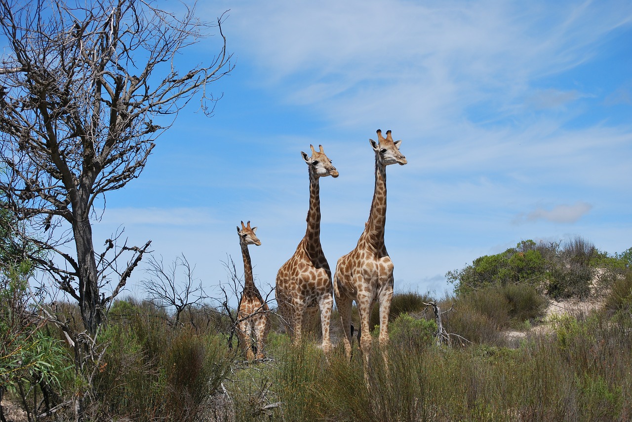 Žirafa, Kūdikių Žirafa, Šeima, Pietų Afrika, Nemokamos Nuotraukos,  Nemokama Licenzija