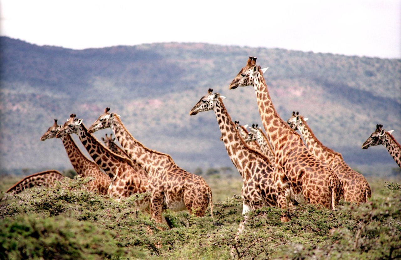 Žirafa, Laukiniai, Laukinė Gamta, Gamta, Safari, Afrika, Kaklas, Afrikos, Žolė, Parkas