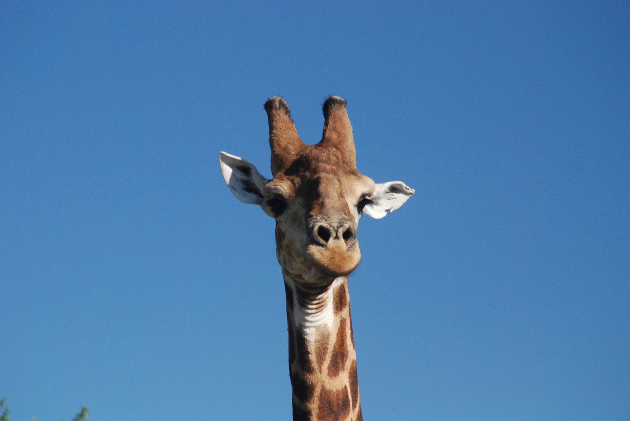 Žirafa, Mėlynas Dangus, Afrika, Portretas, Nemokamos Nuotraukos,  Nemokama Licenzija