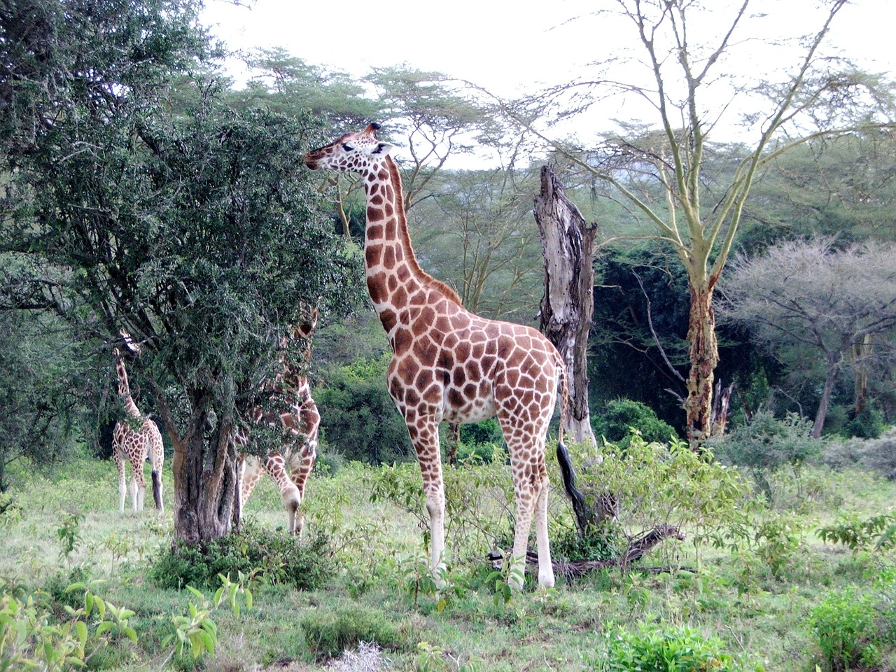 Žirafa, Kenya, Aukštas, Afrika, Laukiniai, Gamta, Žinduolis, Safari, Laukinė Gamta, Gyvūnas