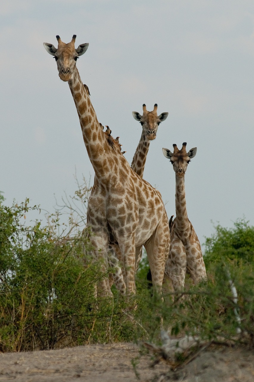 Žirafa, Botsvana, Smalsumas, Nemokamos Nuotraukos,  Nemokama Licenzija