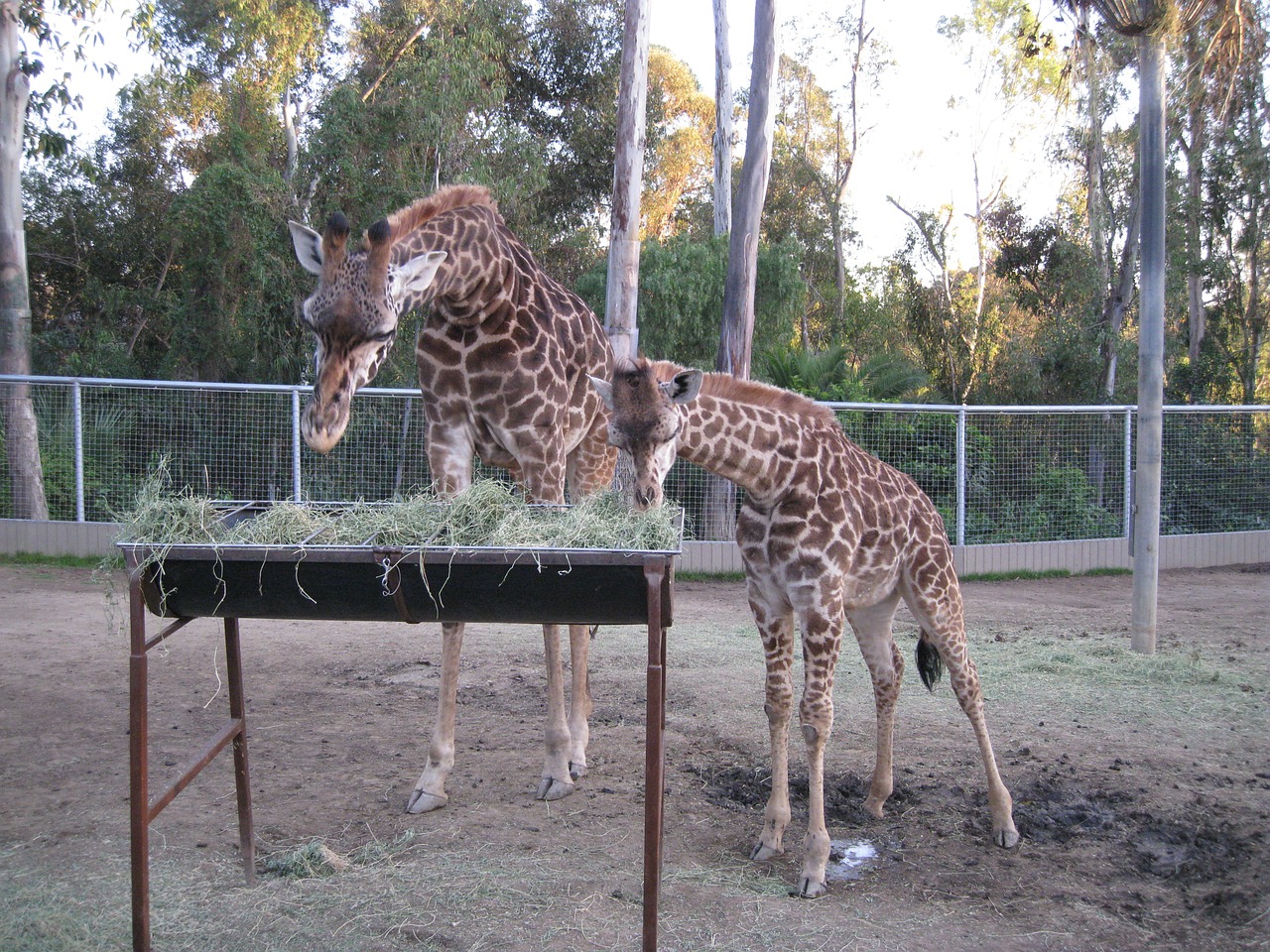 Žirafa, Zoologijos Sodas, Maitinimo Laikas, Laukinė Gamta, Gyvūnai, Afrika, Gamta, Kankinti, Nemokamos Nuotraukos,  Nemokama Licenzija