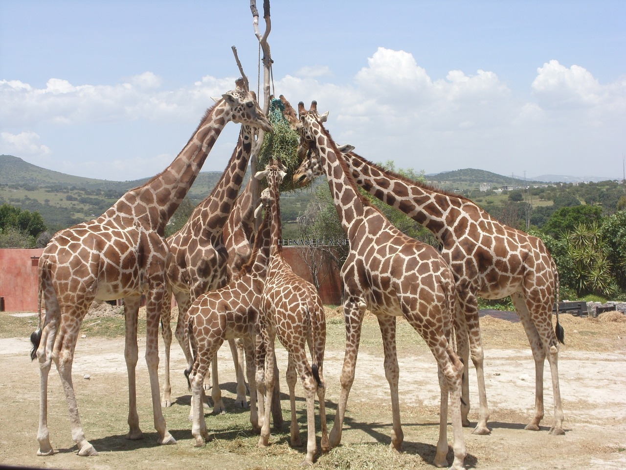 Žirafa, Africa Safari, Gyvūnai, Gamta, Laukinė Gamta, Parkas, Žinduolis, Kelionė, Kelionė, Natūralus