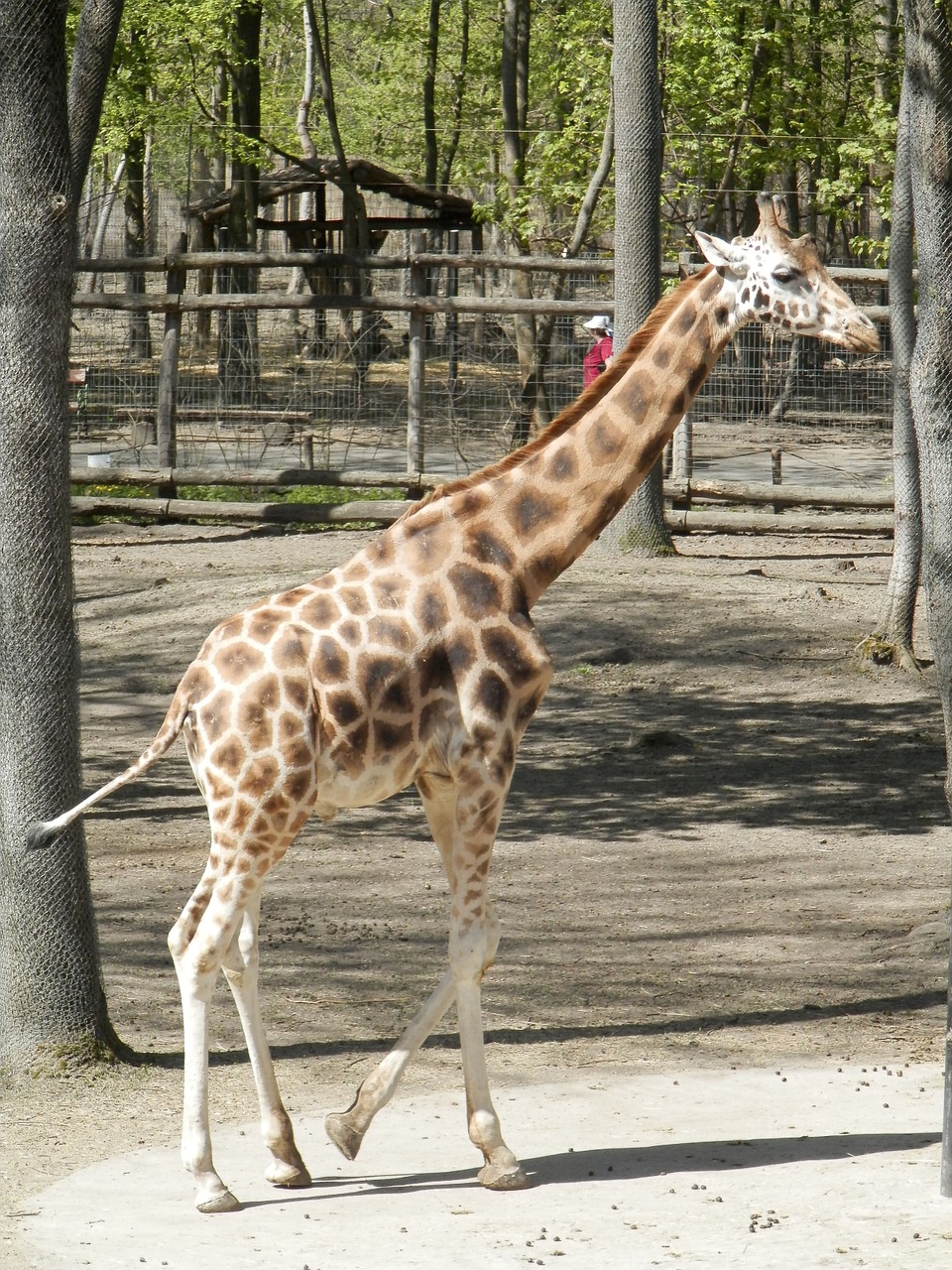 Žirafa,  Gyvūnas,  Pastebėtas,  Zoologijos Sode, Nemokamos Nuotraukos,  Nemokama Licenzija