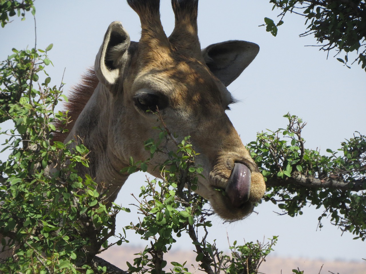 Žirafa, Originalas, Afrika, Nemokamos Nuotraukos,  Nemokama Licenzija