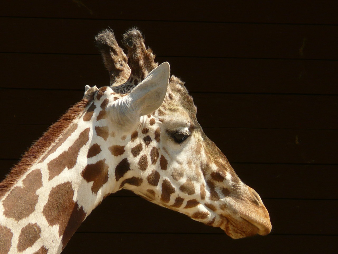 Žirafa, Retikuliuotas Žirafas, Galva, Ausys, Akis, Ragai, Afrika, Žinduolis, Nemokamos Nuotraukos,  Nemokama Licenzija
