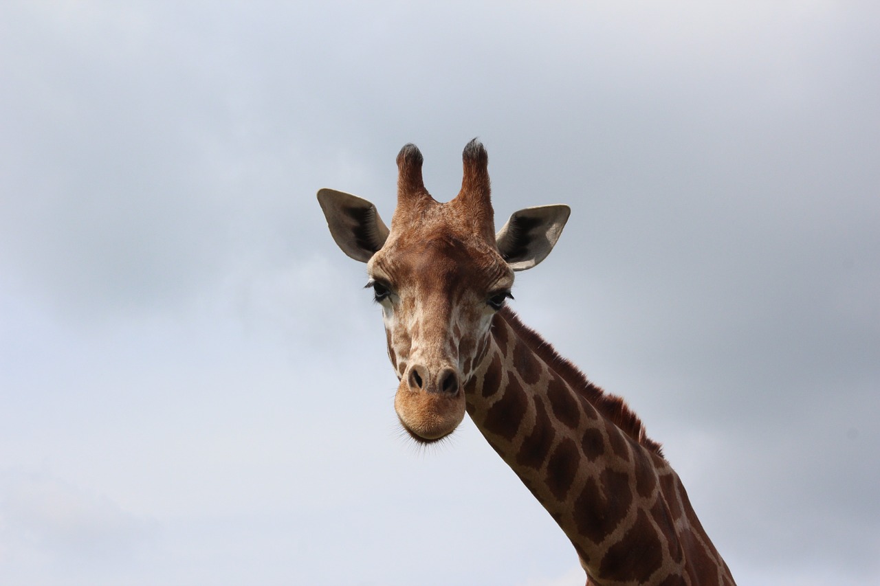 Žirafa, Gyvūnas, Afrika, Safari, Žinduolis, Serengeti Parkas, Nemokamos Nuotraukos,  Nemokama Licenzija