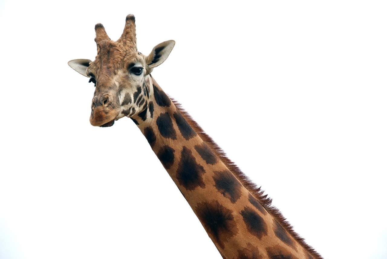 Žirafa,  Gyvūnas,  Afrika,  Žinduolis, Nemokamos Nuotraukos,  Nemokama Licenzija