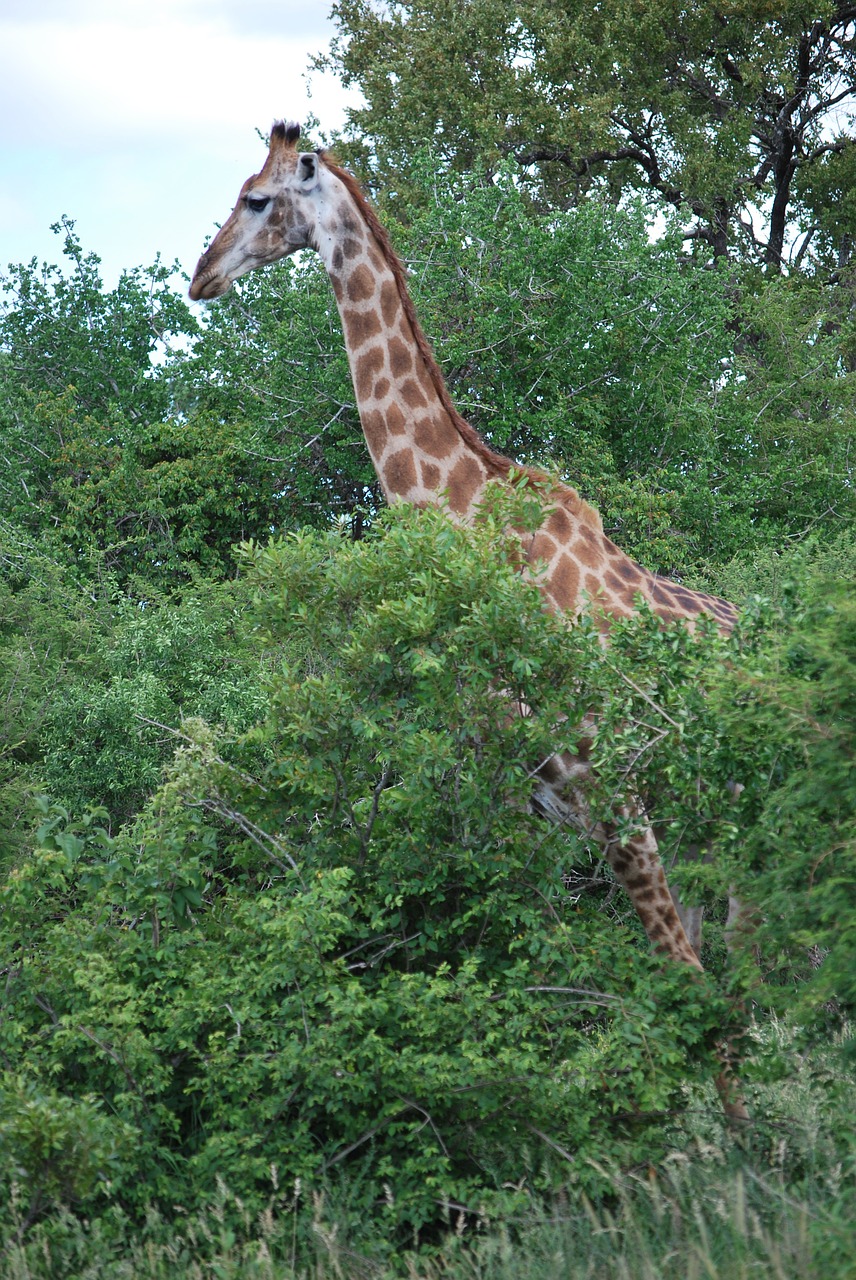 Žirafa, Pietų Afrika, Savana, Kraštovaizdis, Kruger Parkas, Nemokamos Nuotraukos,  Nemokama Licenzija