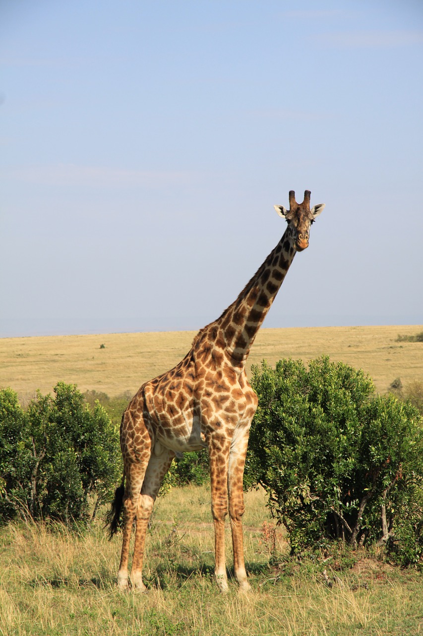Žirafa, Afrika, Nacionalinis Parkas, Kenya, Nemokamos Nuotraukos,  Nemokama Licenzija