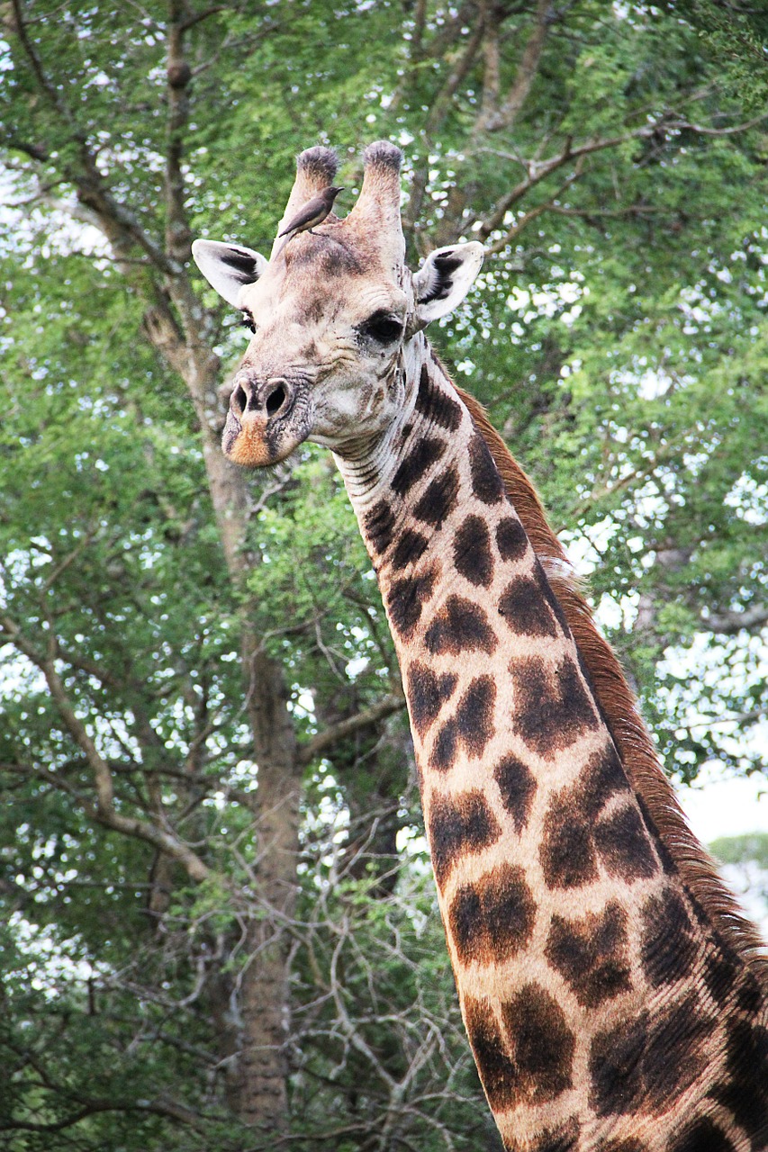 Žirafa, Afrika, Safari, Gyvūnas, Gamta, Dykuma, Pietų Afrika, Pastebėtas, Galva, Nemokamos Nuotraukos