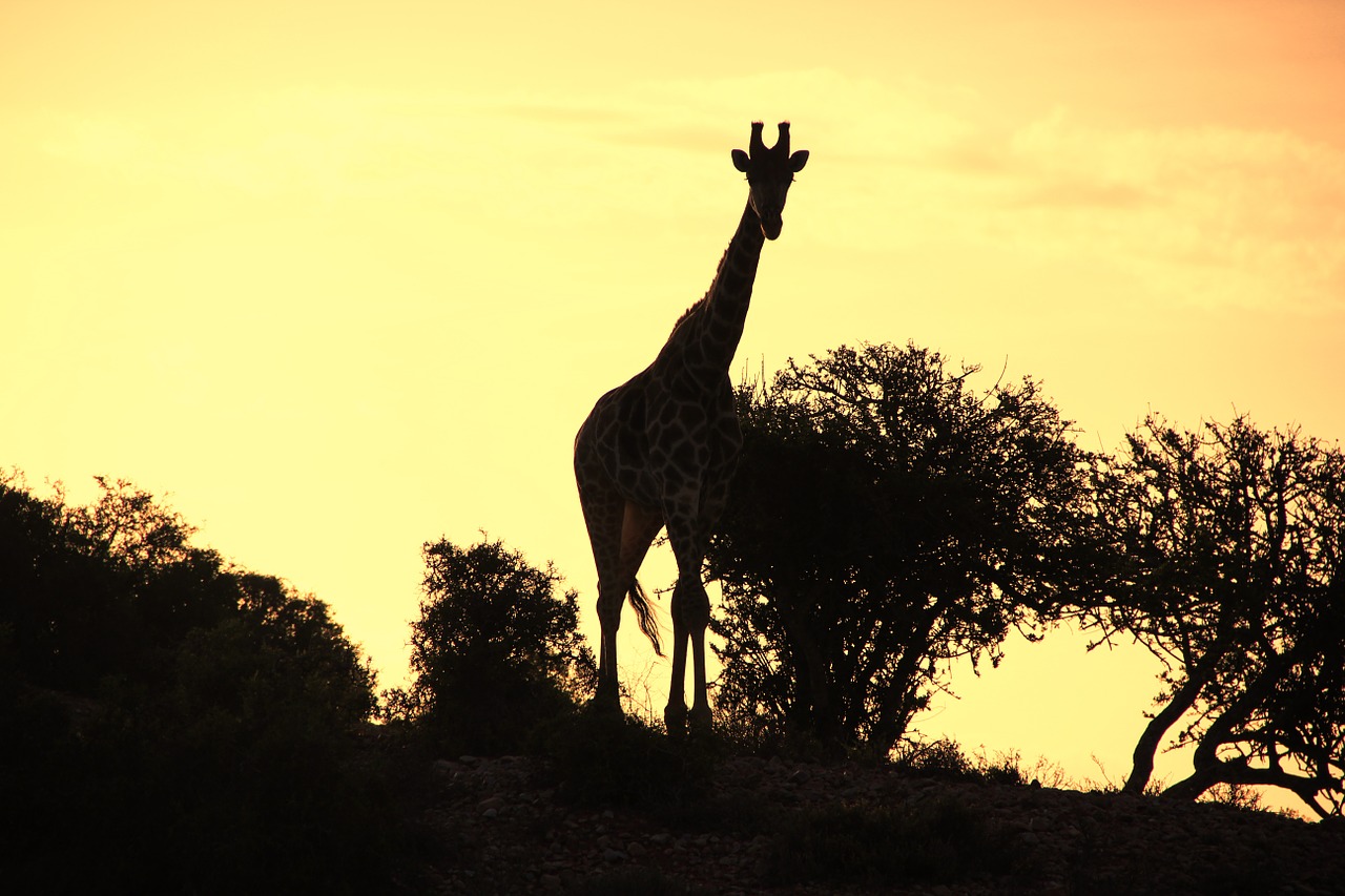 Žirafa, Saulėlydis, Gamtos Šūviai, Afrika, Siluetas, Šešėlis, Nemokamos Nuotraukos,  Nemokama Licenzija