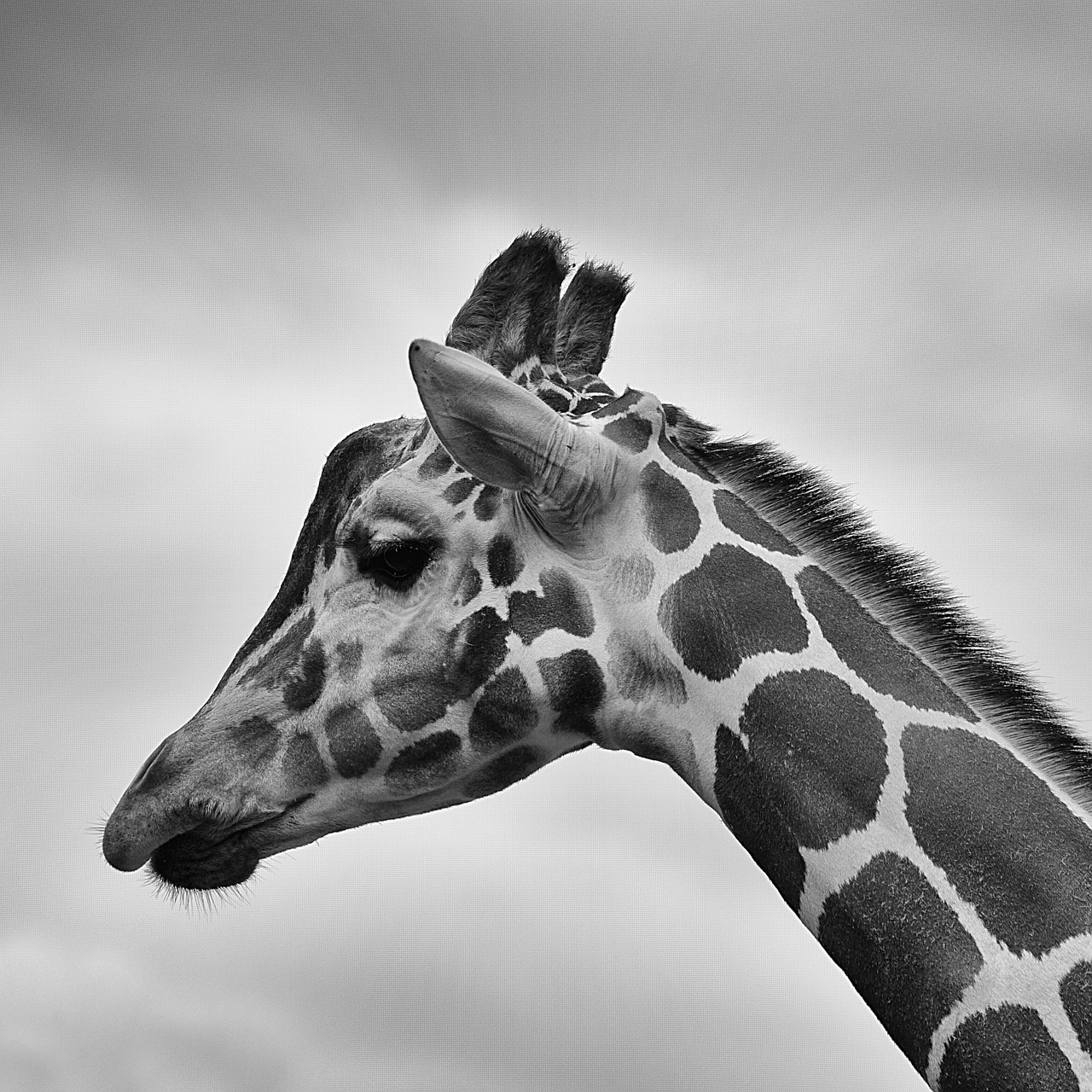 Žirafa,  Galva,  Juoda Ir Balta,  Laukinė Gamta,  Žinduolis,  Profilis,  Afrika,  Safari,  Gyvūnas,  Kaklas