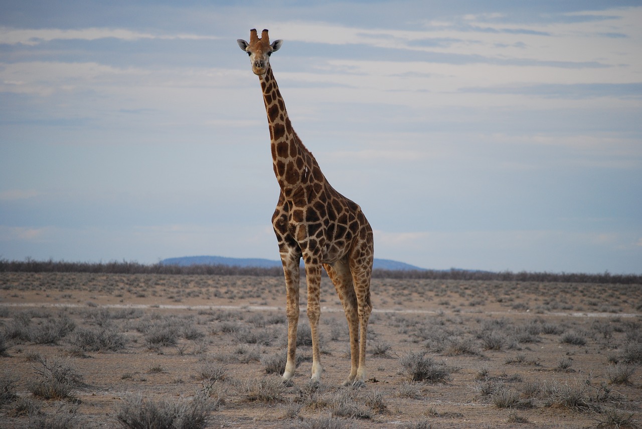 Žirafa,  Apžvalga,  Didelis,  Numatymas, Nemokamos Nuotraukos,  Nemokama Licenzija