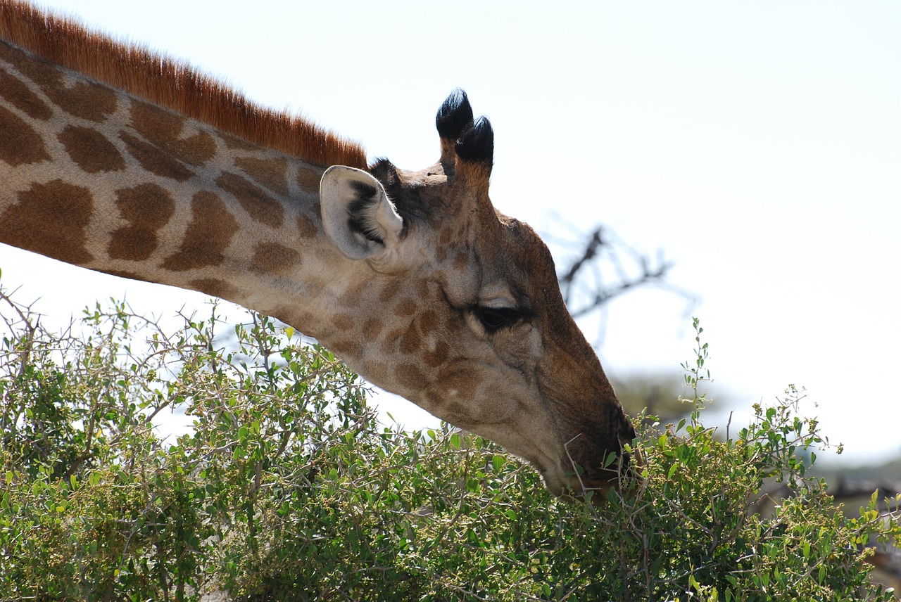 Žirafa,  Gamta,  Safari, Nemokamos Nuotraukos,  Nemokama Licenzija
