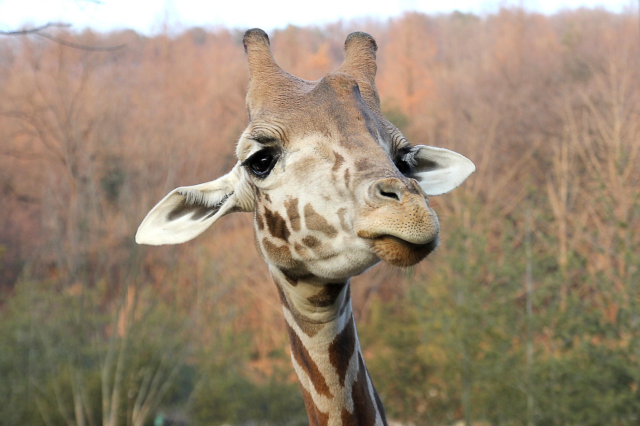 Žirafa, Veidas, Gyvūnas, Žinduolis, Gamta, Afrikos, Zoologijos Sodas, Safari, Portretas, Rūšis