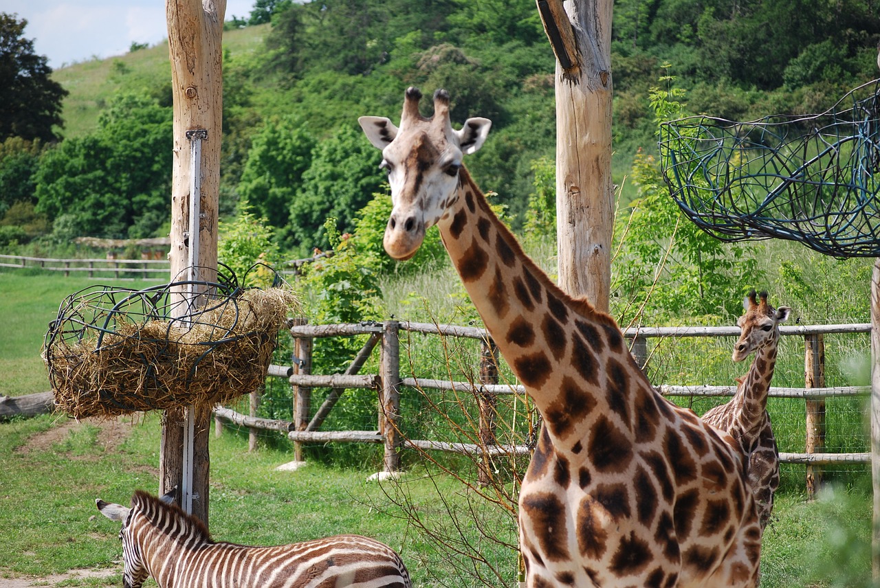 Žirafa,  Prague Zoo,  Gyvūnas, Nemokamos Nuotraukos,  Nemokama Licenzija