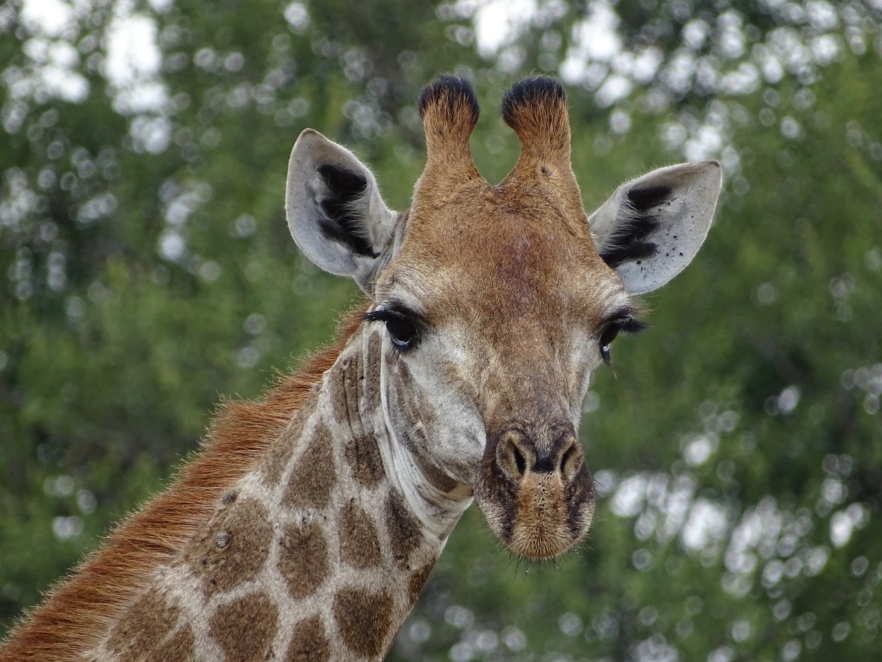 Žirafa,  Pietų Afrika,  Gyvūnai,  Laukiniai Gyvūnai,  Safari, Nemokamos Nuotraukos,  Nemokama Licenzija