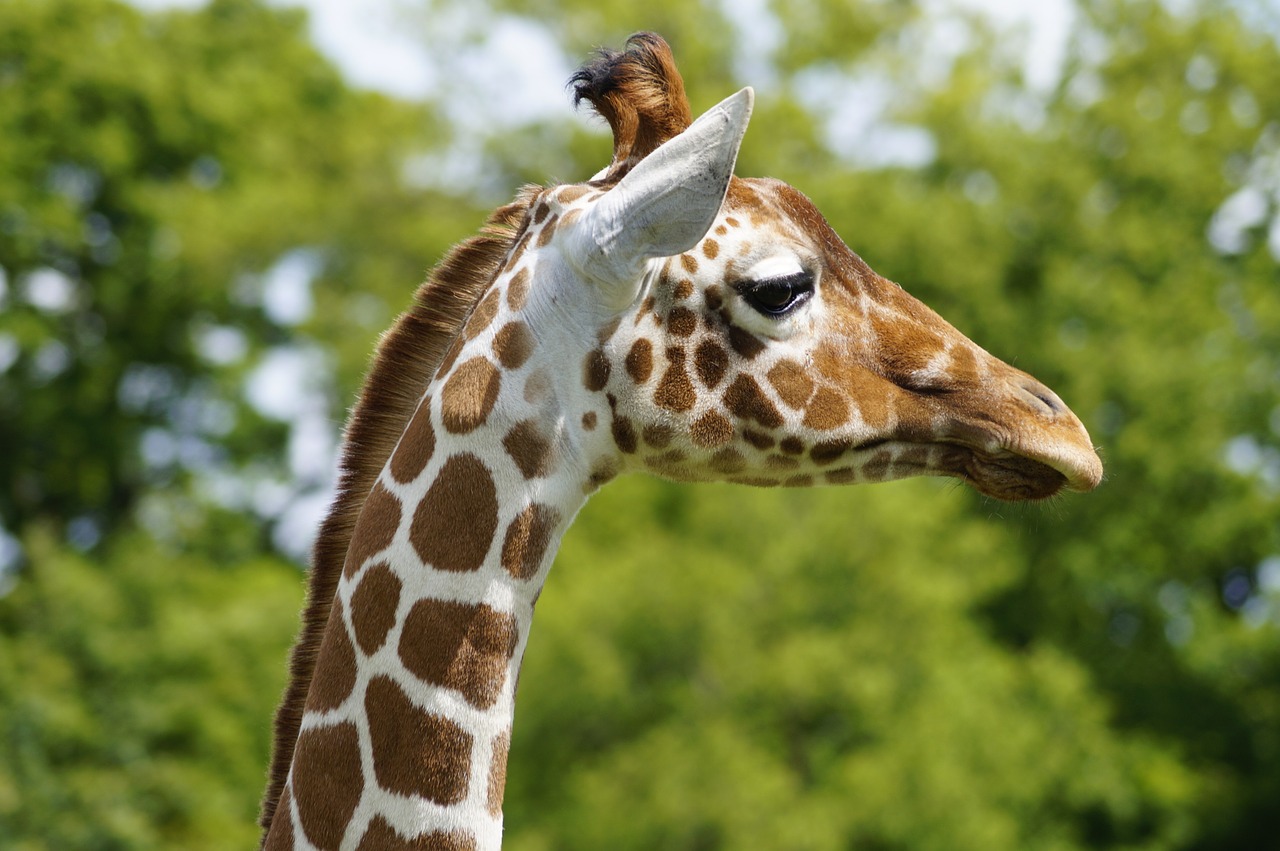 Žirafa,  Zoologijos Sodas,  Pomidorai,  Bedfordshire,  Gyvūnas,  Gamta,  Safari,  Kaklas,  Aukštas, Nemokamos Nuotraukos