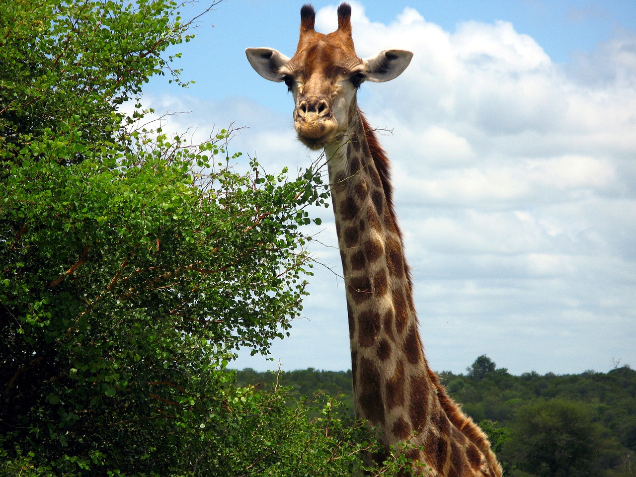 Žirafa, Gyvūnas, Safari, Nemokamos Nuotraukos,  Nemokama Licenzija