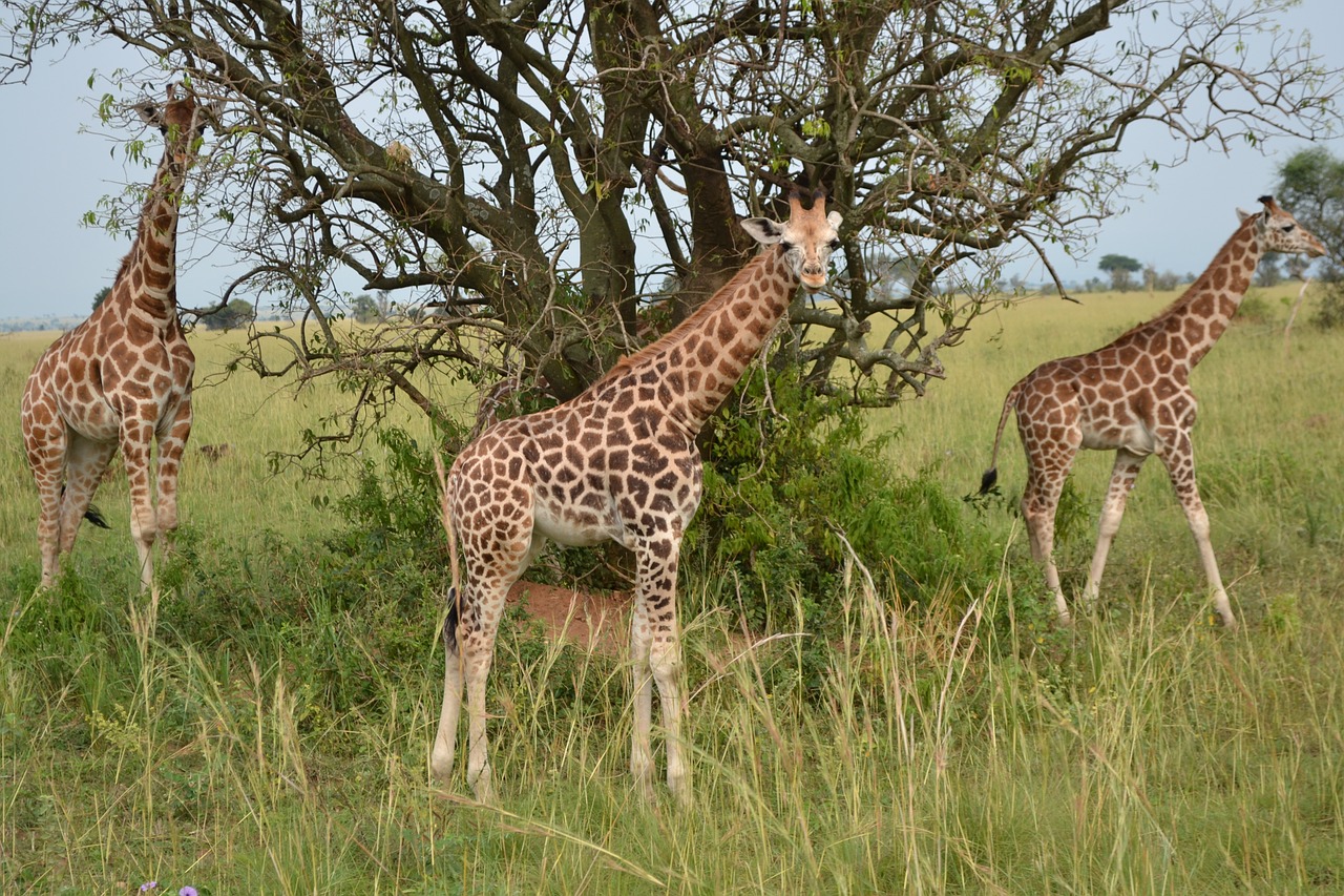 Žirafa,  Safari,  Gyvūnas,  Laukinė Gamta,  Savanna,  Kelionė, Nemokamos Nuotraukos,  Nemokama Licenzija