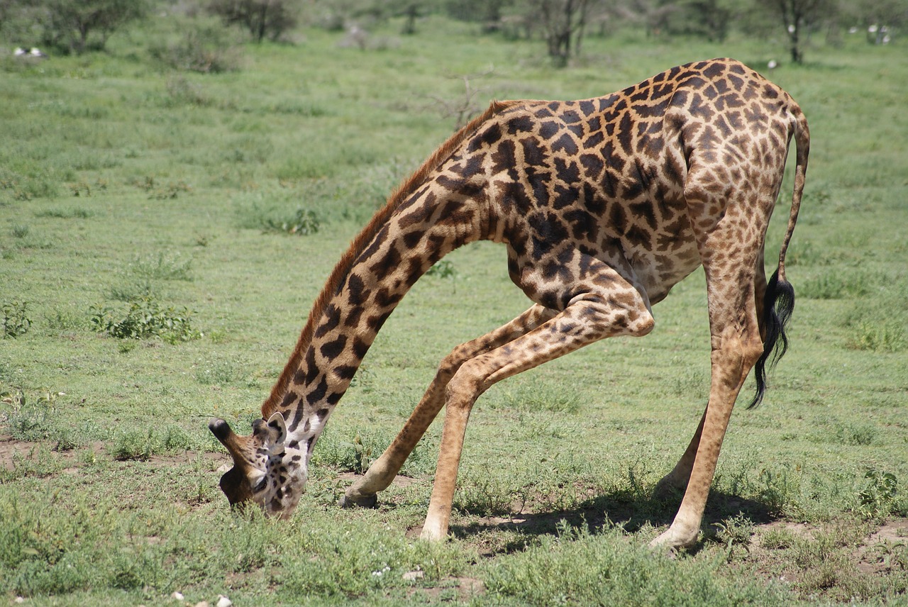 Žirafa, Afrika, Gyvūnai, Gerti, Nemokamos Nuotraukos,  Nemokama Licenzija