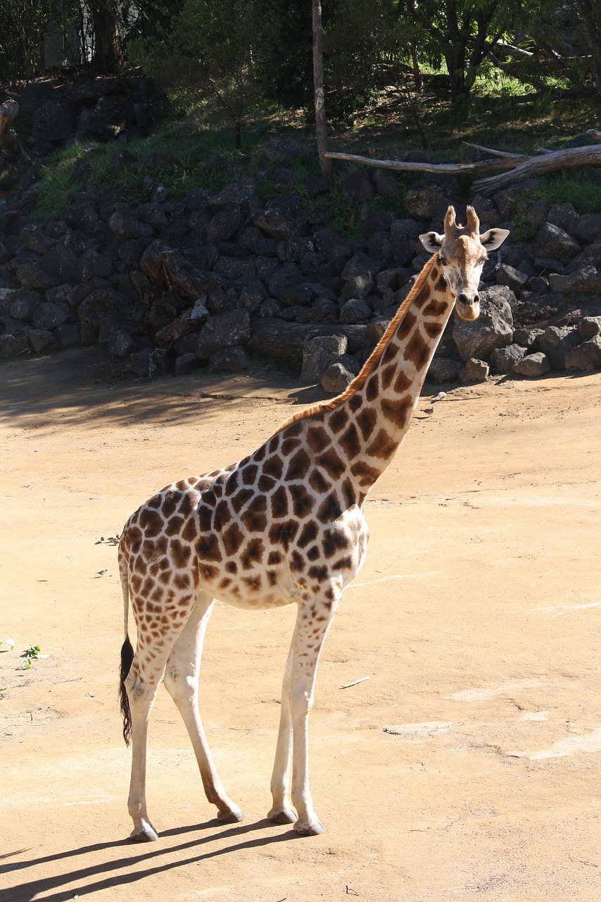 Žirafa, Gyvūnas, Zoologijos Sodas, Nemokamos Nuotraukos,  Nemokama Licenzija