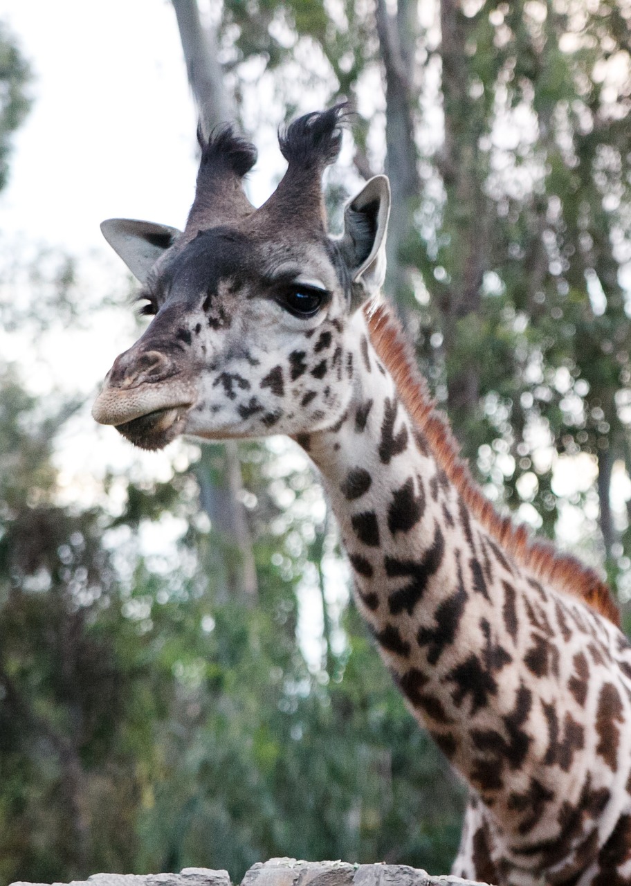 Žirafa, Zoologijos Sodas, Laukinė Gamta, Mielas, Afrika, Gamta, Laukiniai, Žinduolis, Safari, Nemokamos Nuotraukos