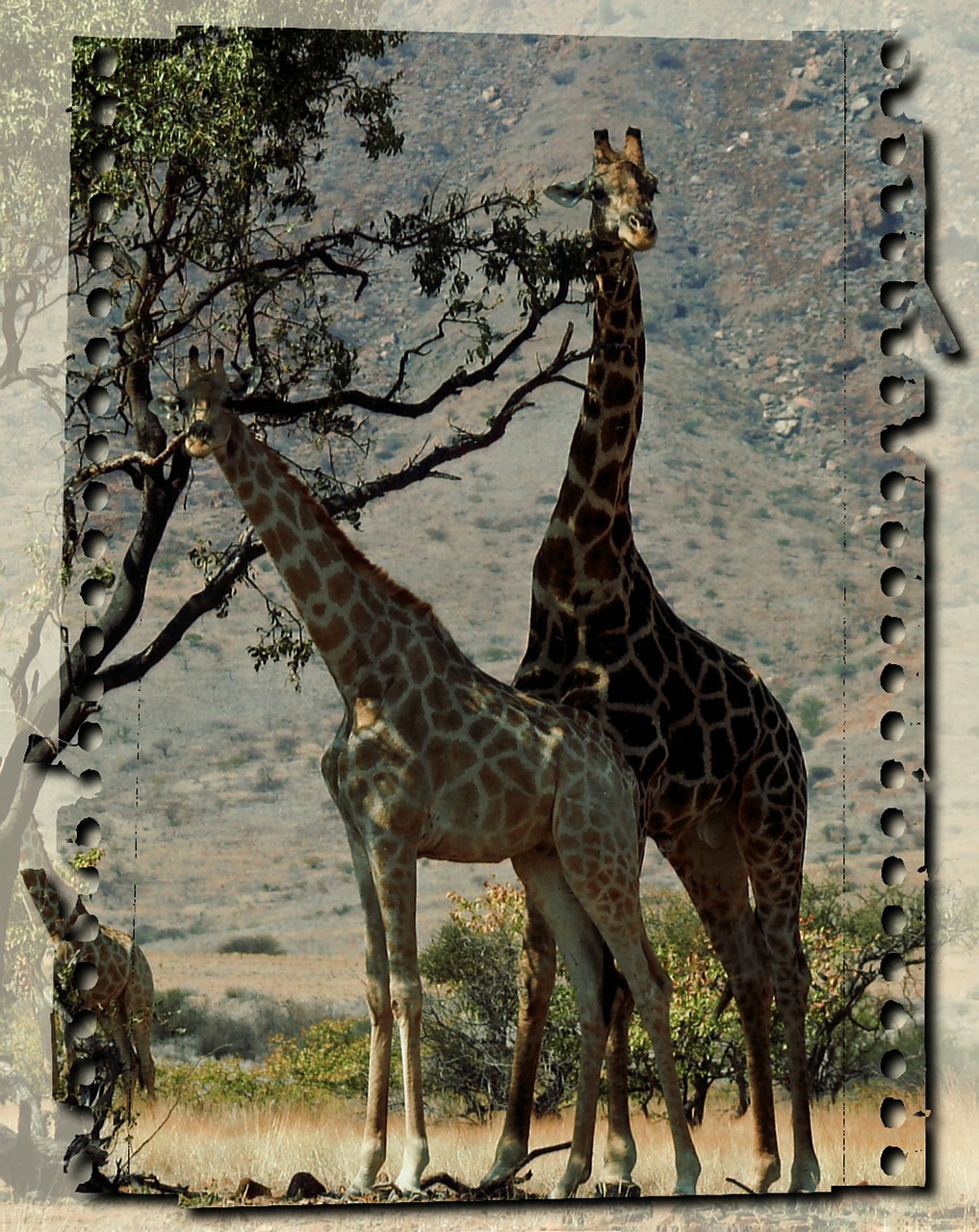 Žirafa, Laukiniai, Gyvūnai, Namibija, Peizažas, Afrika, Safari, Laukinė Gamta, Žinduolis, Egzotiškas