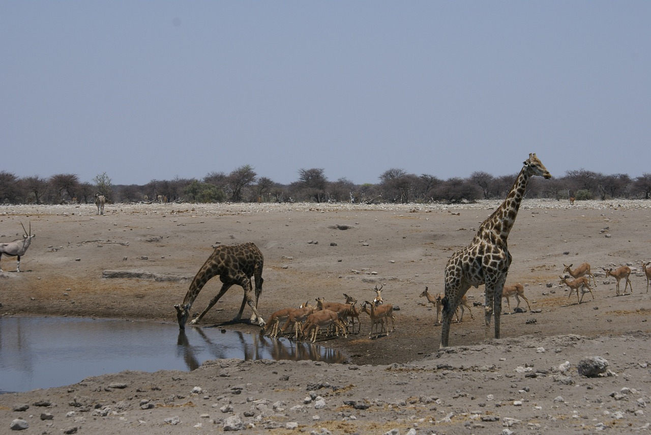 Žirafa, Gerti, Vandens Skylė, Nacionalinis Parkas, Žinduolis, Afrika, Nemokamos Nuotraukos,  Nemokama Licenzija
