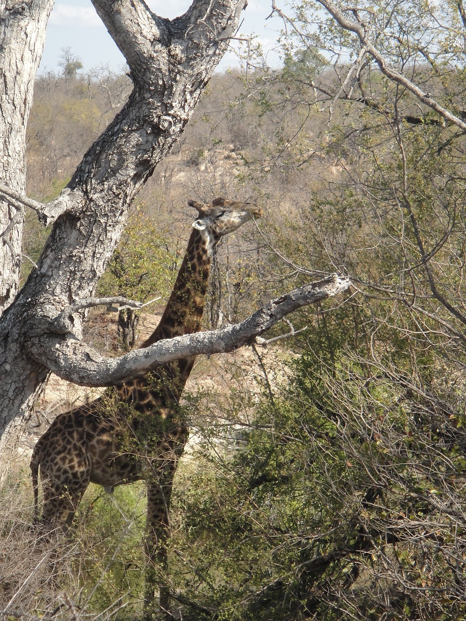 Žirafa, Ilgai, Afrika, Laukinis Gyvūnas, Nacionalinis Parkas, Pietų Afrika, Nemokamos Nuotraukos,  Nemokama Licenzija