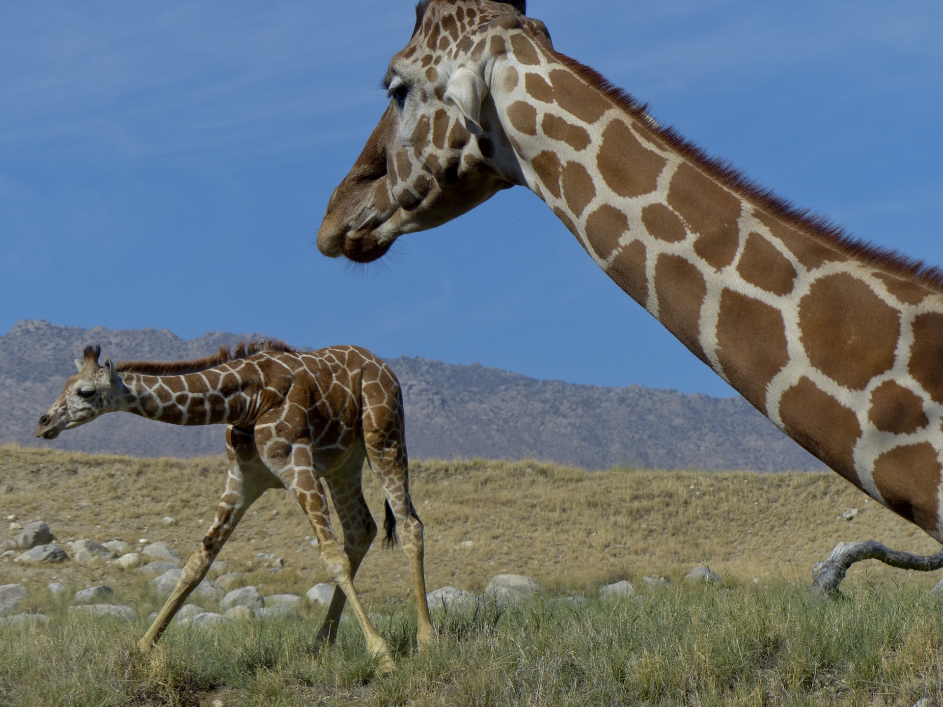 Žirafa,  Žiūri,  Kūdikis & Nbsp,  Žirafa,  Gremėzdiškas,  Žolė,  Kojos & Nbsp,  Plitimą,  Mama,  Lauke