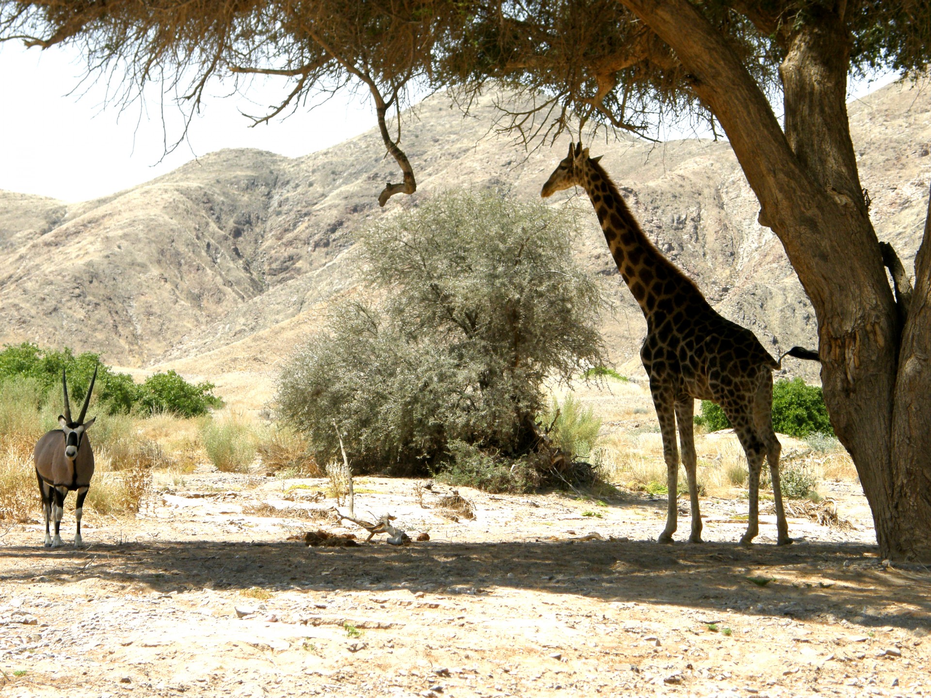 Žirafa,  Oryx,  Atspalvis,  Medis,  Prieglobstis,  Šiluma,  Saulė,  Namibija,  Smėlis,  Akmenys