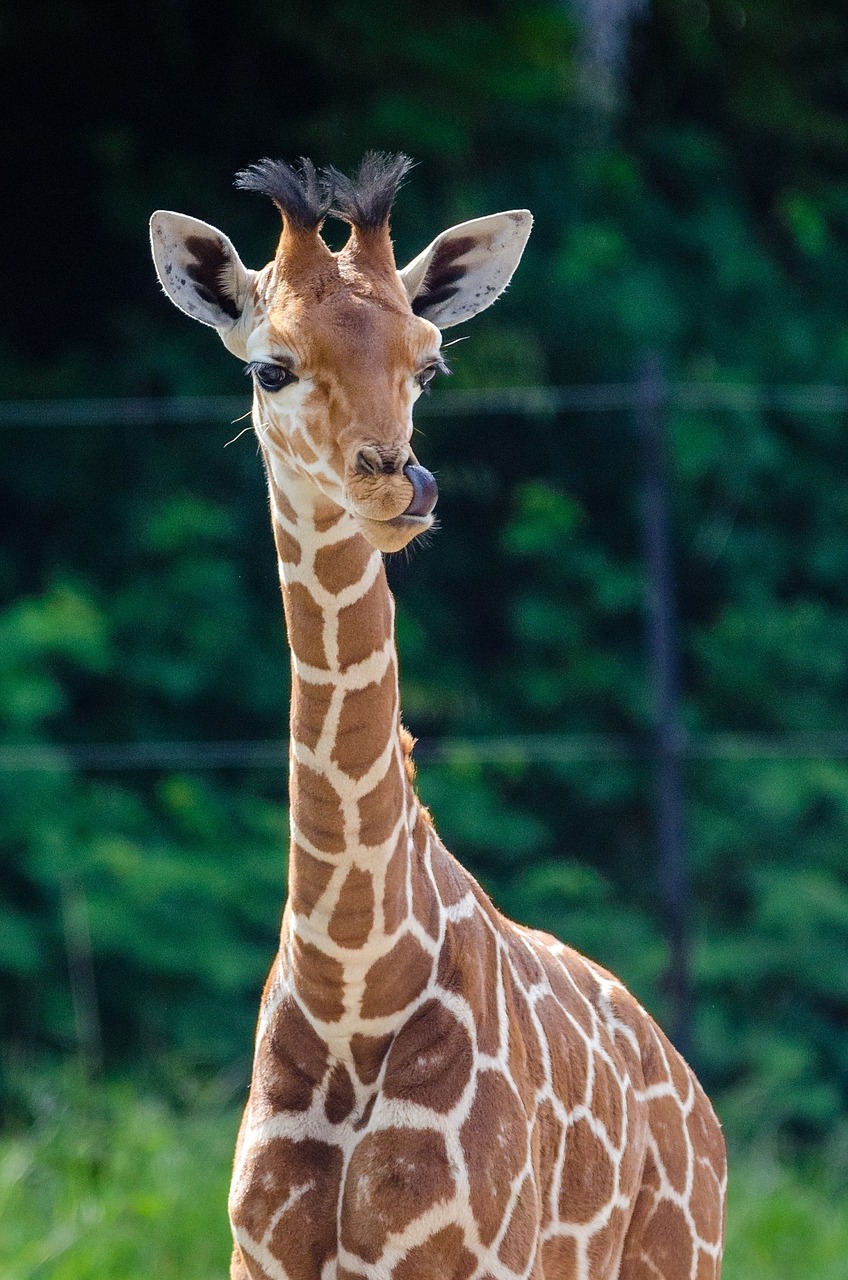 Žirafa Kūdikis, Jaunas, Gyvūnas, Žinduolis, Aukščiausias, Laukinė Gamta, Zoologijos Sodas, Ruda, Dėmės, Ilgai