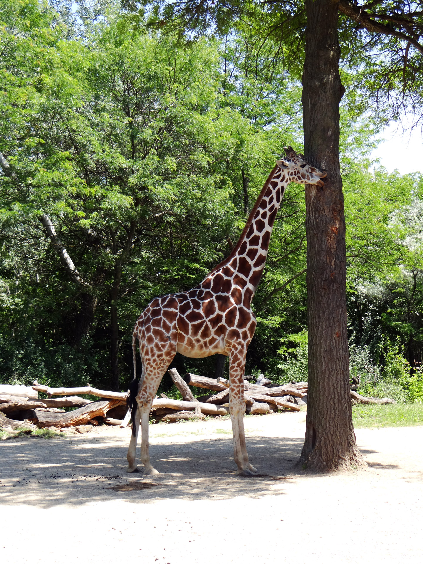 Žirafa,  Valgymas,  Zoologijos Sodas,  Brookfield,  Illinois,  Žirafa Valgyti, Nemokamos Nuotraukos,  Nemokama Licenzija