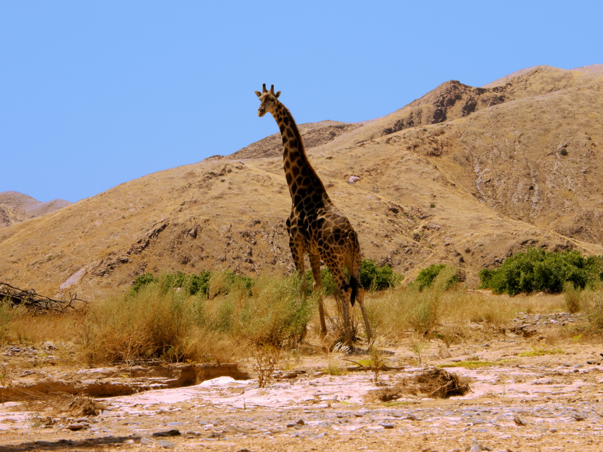 Žirafa,  Kalvos,  Papėdės,  Šiluma,  Saulė,  Namibija,  Smėlis,  Akmenys,  Namibiška Dykumos Žirafa, Nemokamos Nuotraukos